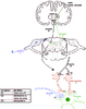 1e Des neurones a dopamine au coeur du circuit de recompense Original 10543 - URL