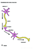 4e 2nd Connexion entre deux neurones Arial 18G 10289.pdf - URL