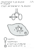 5e Dissection Poumon et vue microscopique Relief 10268.pdf - URL