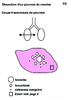 5e Dissection Poumon  et  vue microscopique Arial 24G 10270.pdf - URL