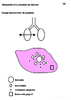 5e Dissection Poumon  et  vue microscopique Arial 18G 10271.pdf - URL