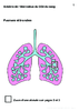 4e Schema de l elimination du CO2 du sang Arial 20G 10280.pdf - URL