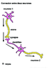 4e 2nd Connexion entre deux neurones Arial 24G 10290.pdf - URL