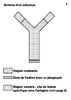 3e schema d un anticorps Arial24G Niveau de Gris 10297.pdf - URL