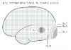 1e Les differentes aires du cortex visuel Relief 10078.pdf - URL