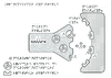 1e Transmission synaptique Role des molecules proteiques de la membrane post synaptique Relief 10809 - URL