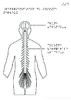 Tle Representation du systeme nerveux Relief 10099.pdf - URL