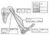 1e PostBac Representation d un muscle et de ses tendons et ligaments Relief 10103.pdf - URL