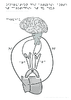 2nd Innervation des arteres et du coeur Relief 10864.pdf - URL